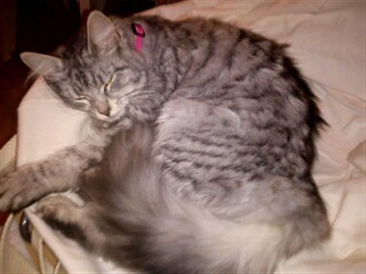 Maine Coon Hallo Kitty billede 4