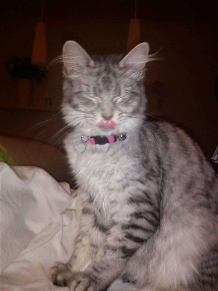 Maine Coon Hallo Kitty billede 5