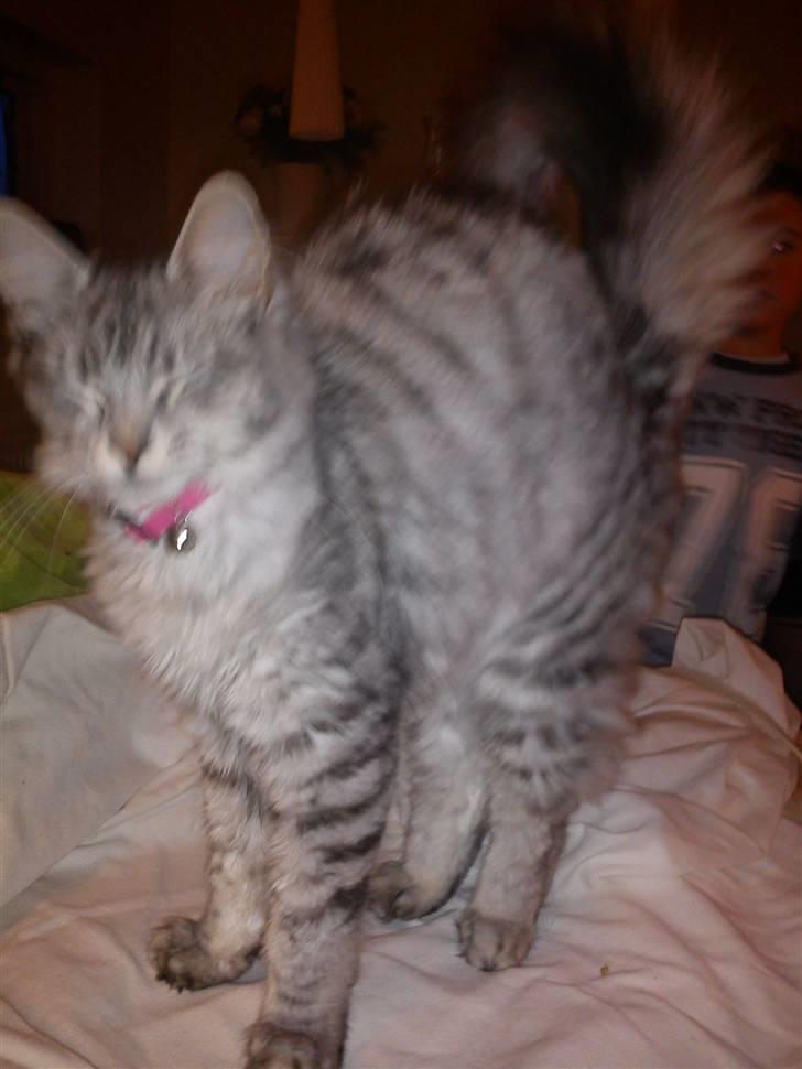 Maine Coon Hallo Kitty billede 6