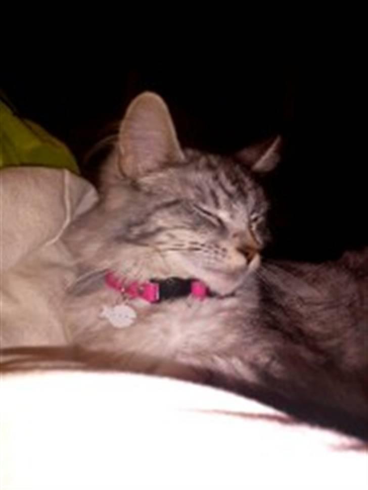 Maine Coon Hallo Kitty billede 7