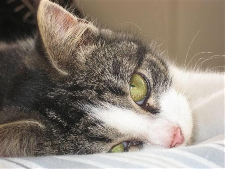 Blanding af racer Sille billede 1