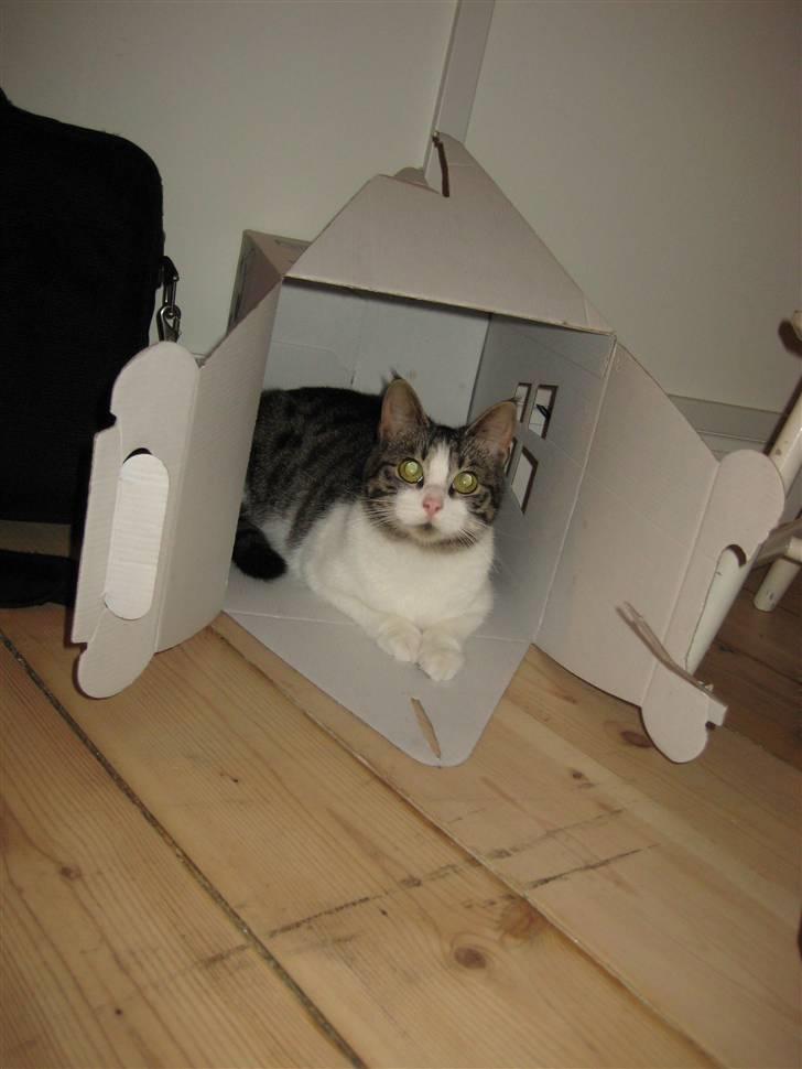 Blanding af racer Sille - Min helt egen Build-A-Bear! <3 billede 4