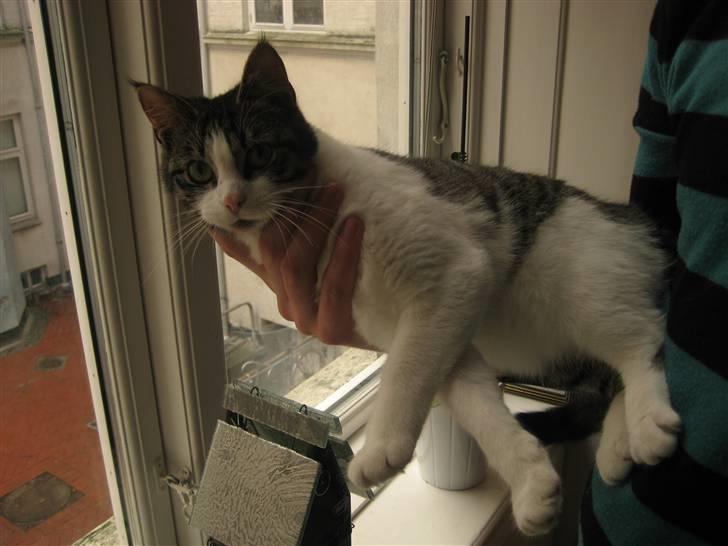 Blanding af racer Sille billede 5