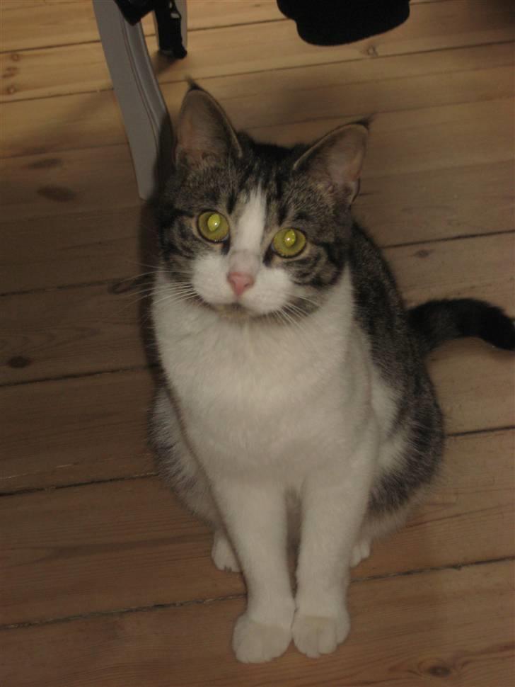 Blanding af racer Sille billede 6