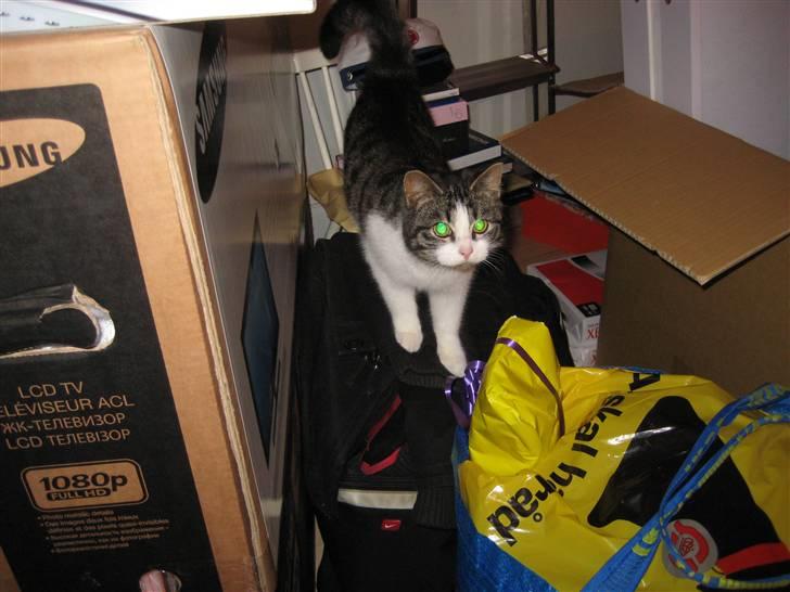 Blanding af racer Sille - Så er vi lige flyttet ind i København! billede 8