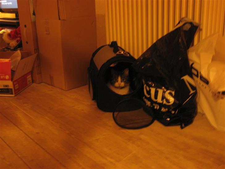 Blanding af racer Sille - Sille og Bølles nye transporttaske er hun blevet rigtig glad for, på trods af at hun plejer at hader dem. billede 9