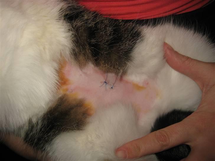 Blanding af racer Sille - Silles sår efter sterialisation, 1 dag gammelt. billede 10