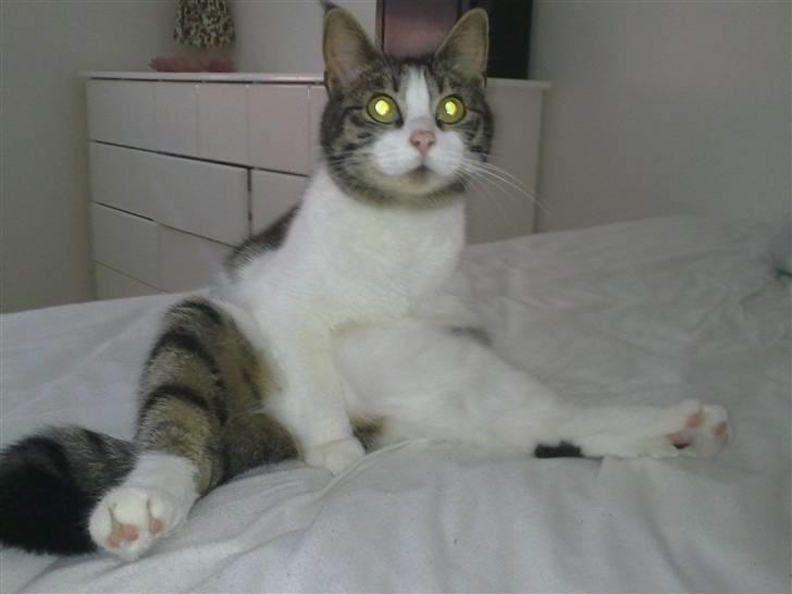 Blanding af racer Sille billede 11