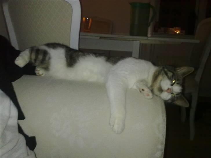 Blanding af racer Sille - Når hun bliver rigtig saglig, så kan hun altså godt.. billede 12