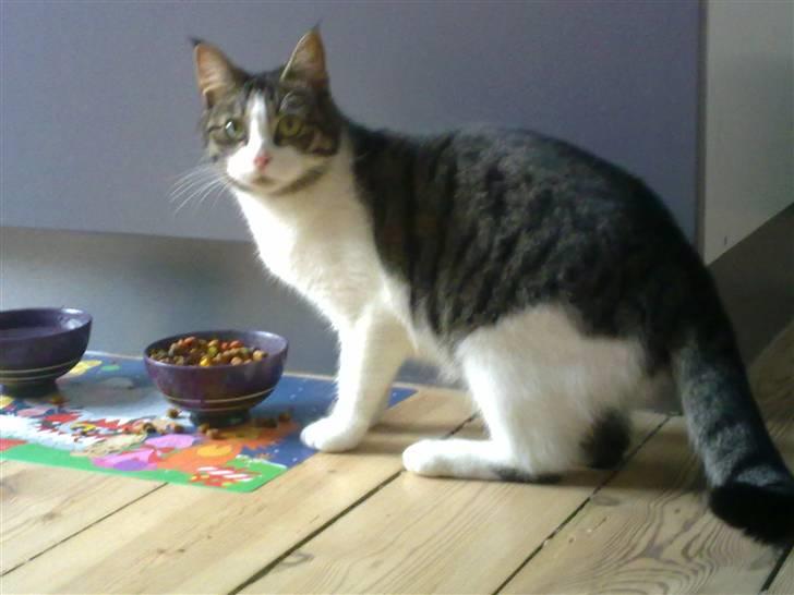 Blanding af racer Sille billede 14