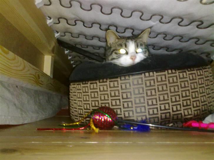 Blanding af racer Sille - Bedste gemmested ;)  billede 15