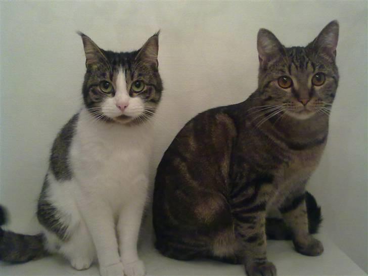 Blanding af racer Sille - Sille & Bølle. billede 16