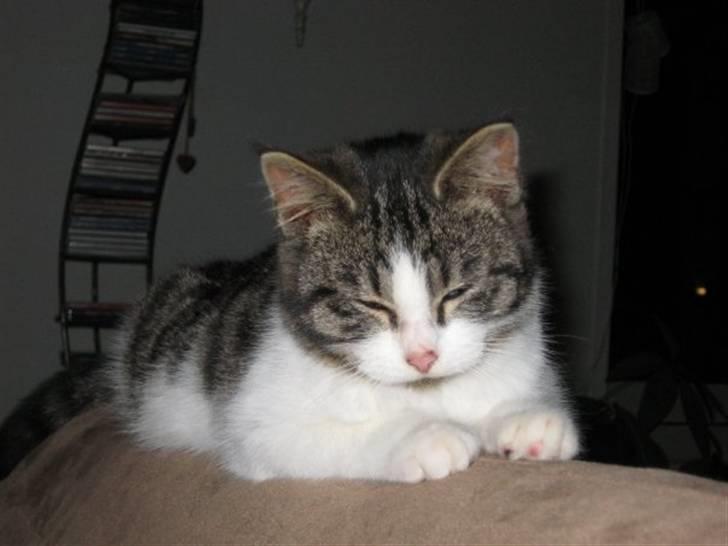 Blanding af racer Sille billede 17