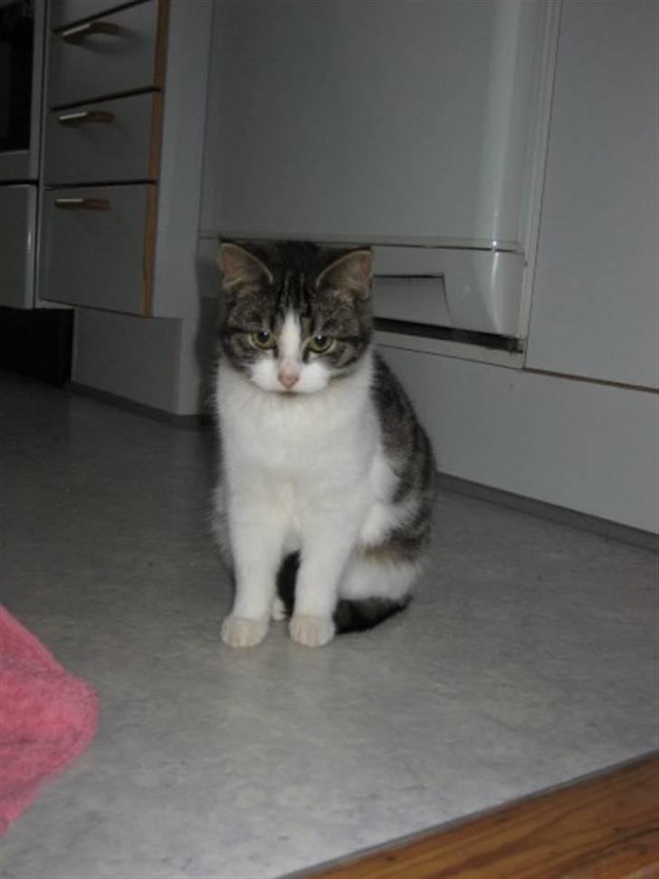 Blanding af racer Sille - En 6 måneder gammel pige, der netop er kommet til at bo inden for. billede 18