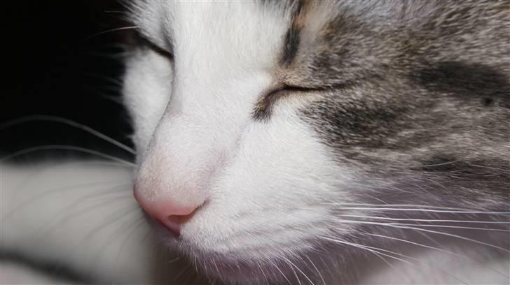 Huskat Prinsesse Sif billede 14