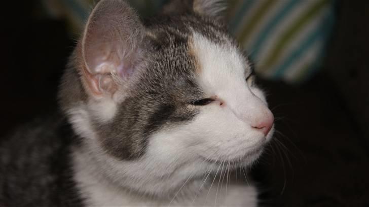 Huskat Prinsesse Sif billede 15