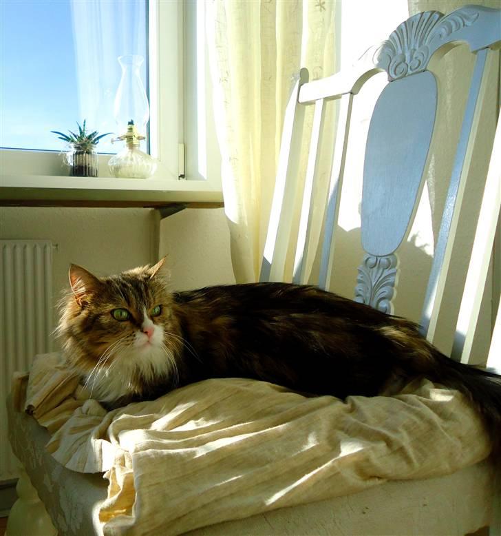 Blanding af racer Missi EFTERLYST billede 16