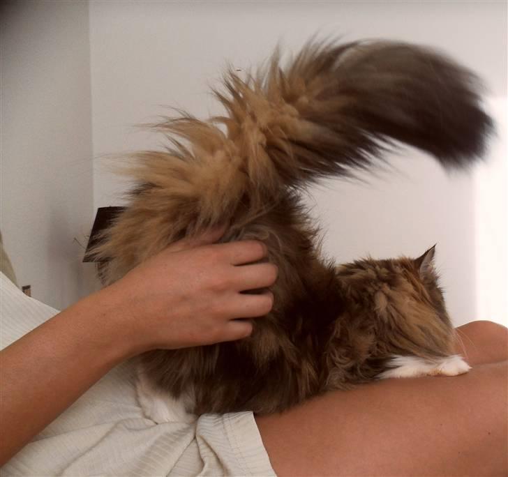 Blanding af racer Missi EFTERLYST - missi stritter altid med numsen som om hun er i løbetid når man klør hende ved halen :)   billede 17