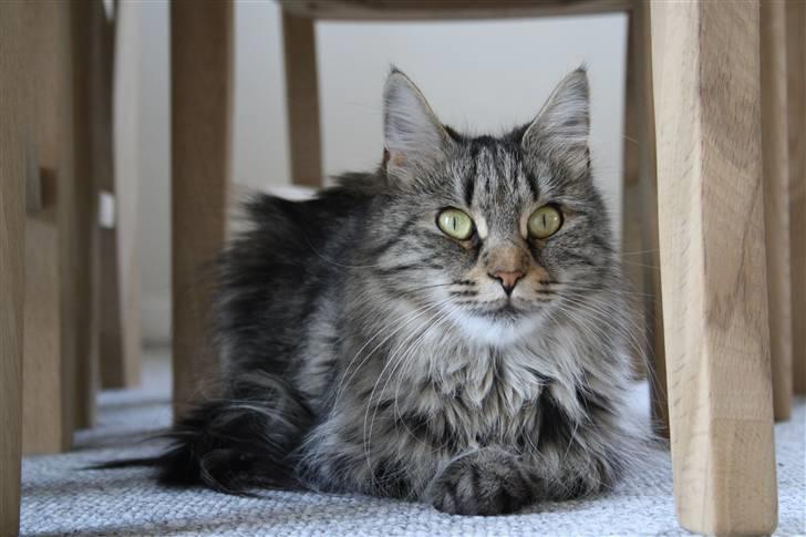 Maine Coon Mulle billede 19