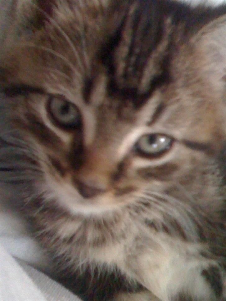 Blanding af racer Tyson billede 7