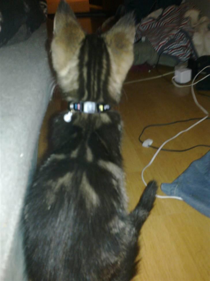 Blanding af racer Tyson billede 8