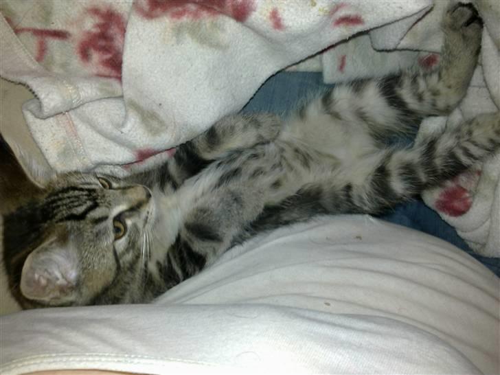 Blanding af racer Tyson billede 9