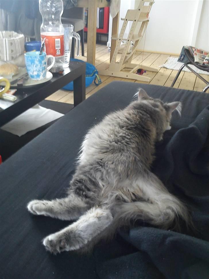 Blanding af racer Kalua billede 2