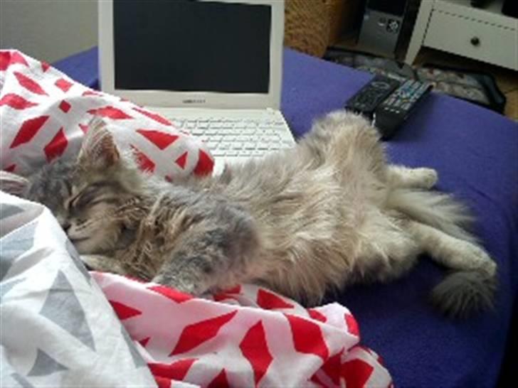 Blanding af racer Kalua billede 3