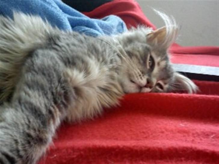 Blanding af racer Kalua billede 4