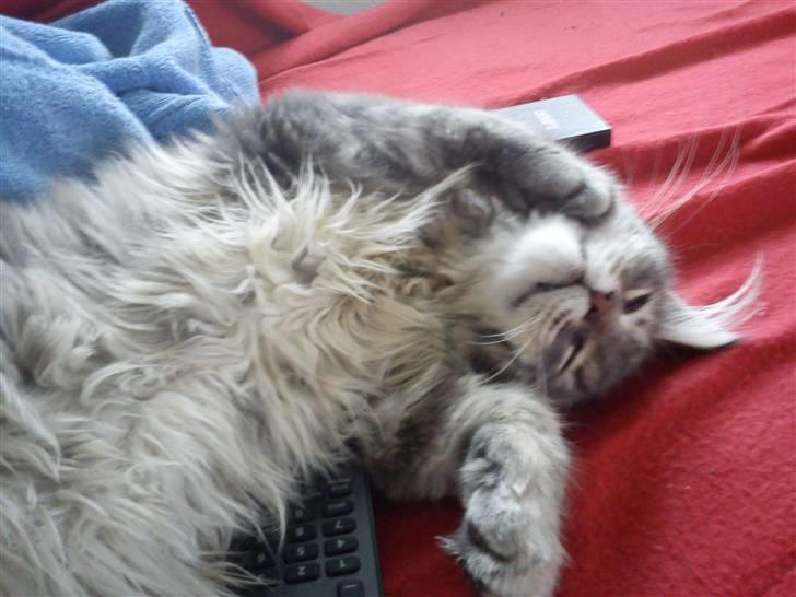 Blanding af racer Kalua billede 5