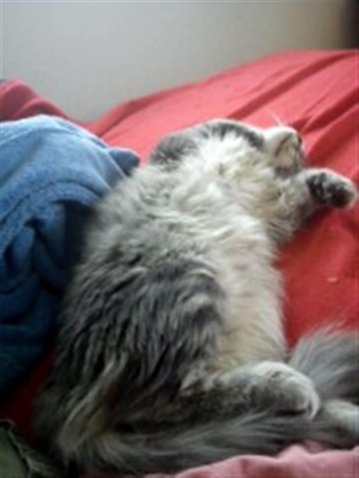 Blanding af racer Kalua billede 6