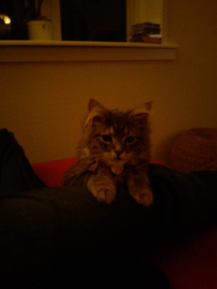 Blanding af racer Kalua billede 7