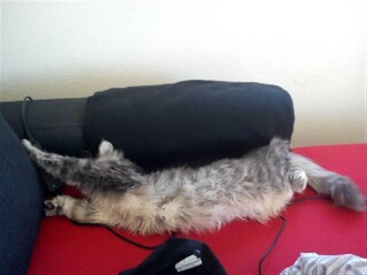 Blanding af racer Kalua billede 8