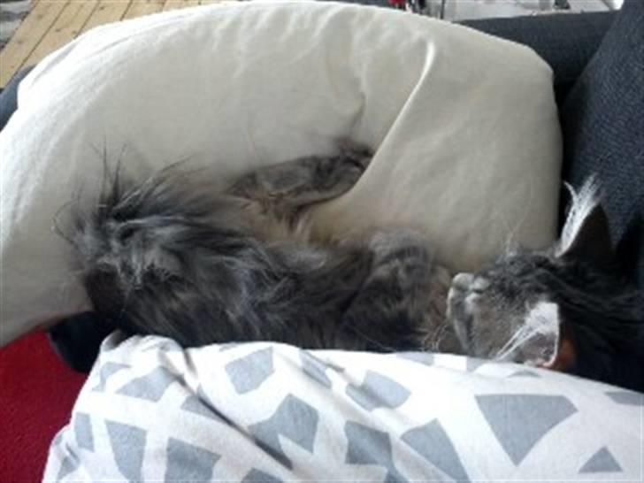 Blanding af racer Kalua billede 9