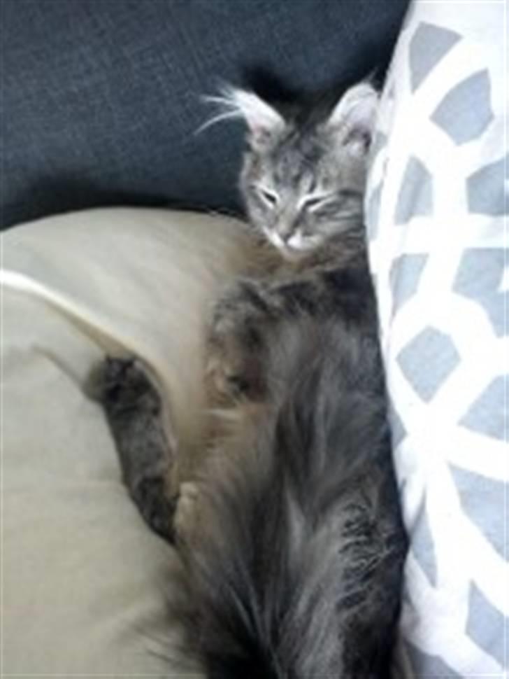 Blanding af racer Kalua billede 10