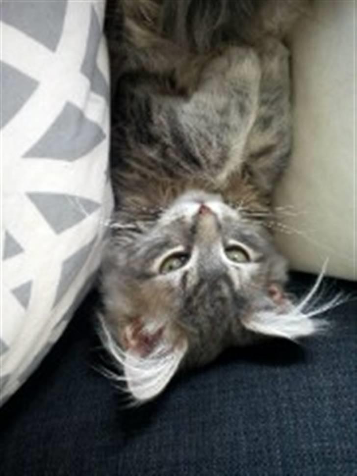 Blanding af racer Kalua billede 11