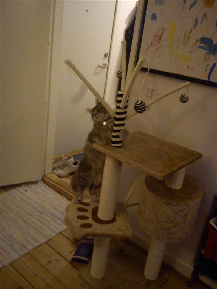 Blanding af racer Kalua billede 12