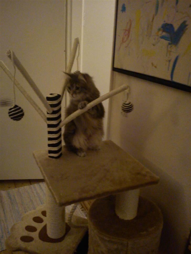 Blanding af racer Kalua billede 13