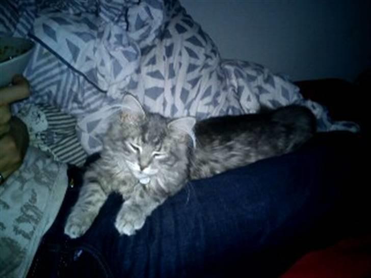 Blanding af racer Kalua billede 14