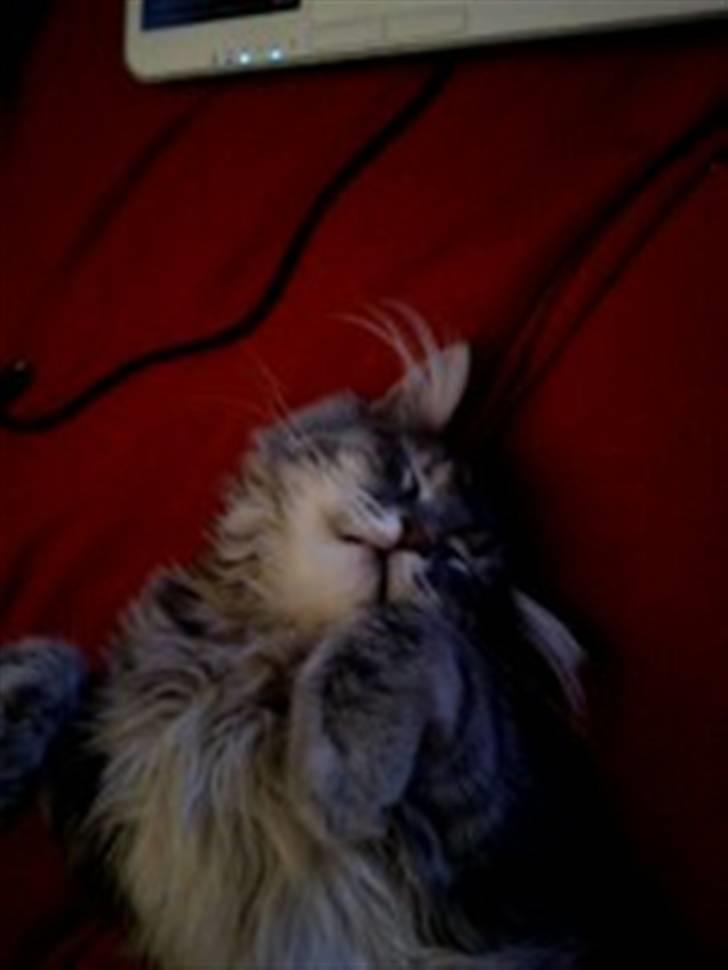 Blanding af racer Kalua billede 15