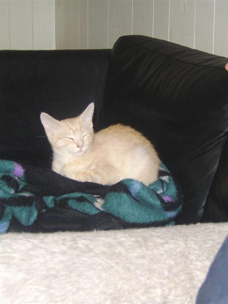 Blanding af racer Mille billede 1