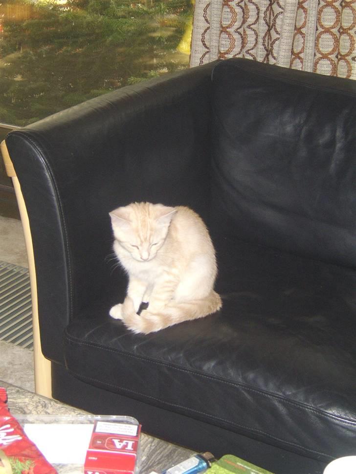 Blanding af racer Mille billede 2