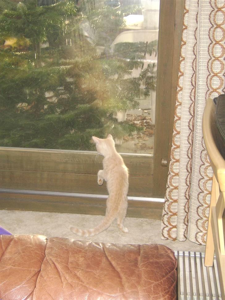 Blanding af racer Mille billede 3