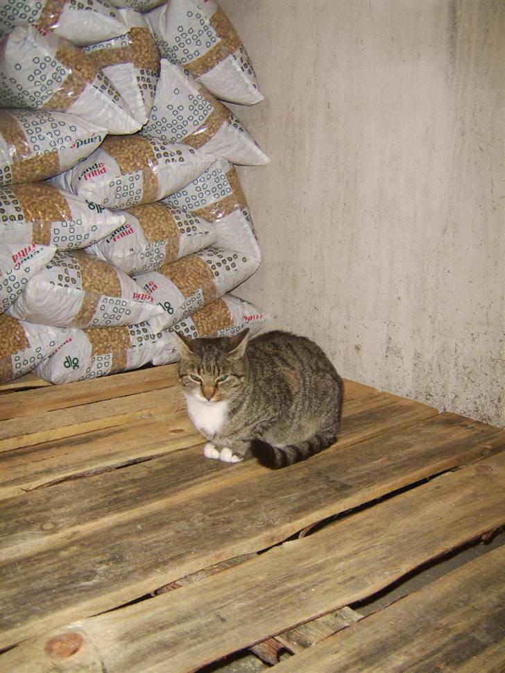 Huskat Misse mor  billede 11