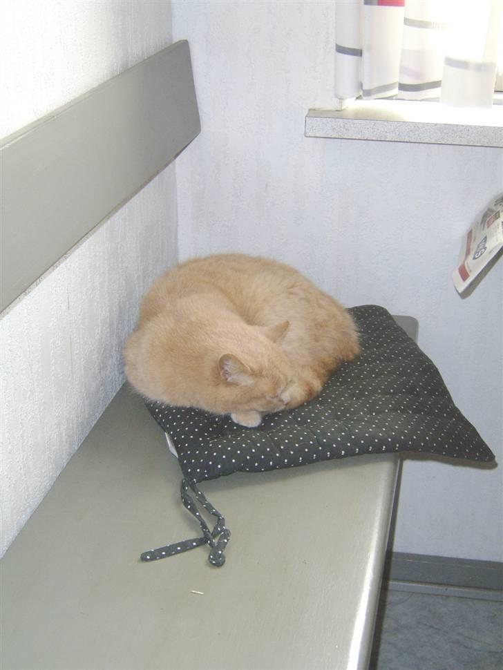 Blanding af racer Fifi billede 8