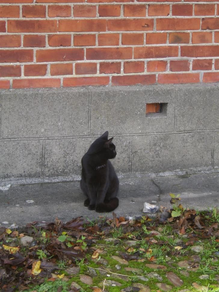Huskat Sofus - Er væk billede 13