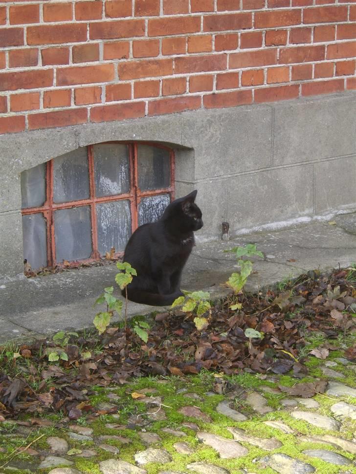 Huskat Sofus - Er væk billede 14