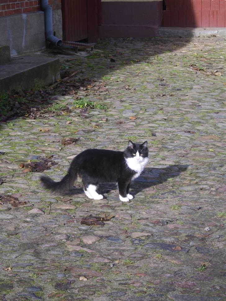 Blanding af racer Baby billede 7