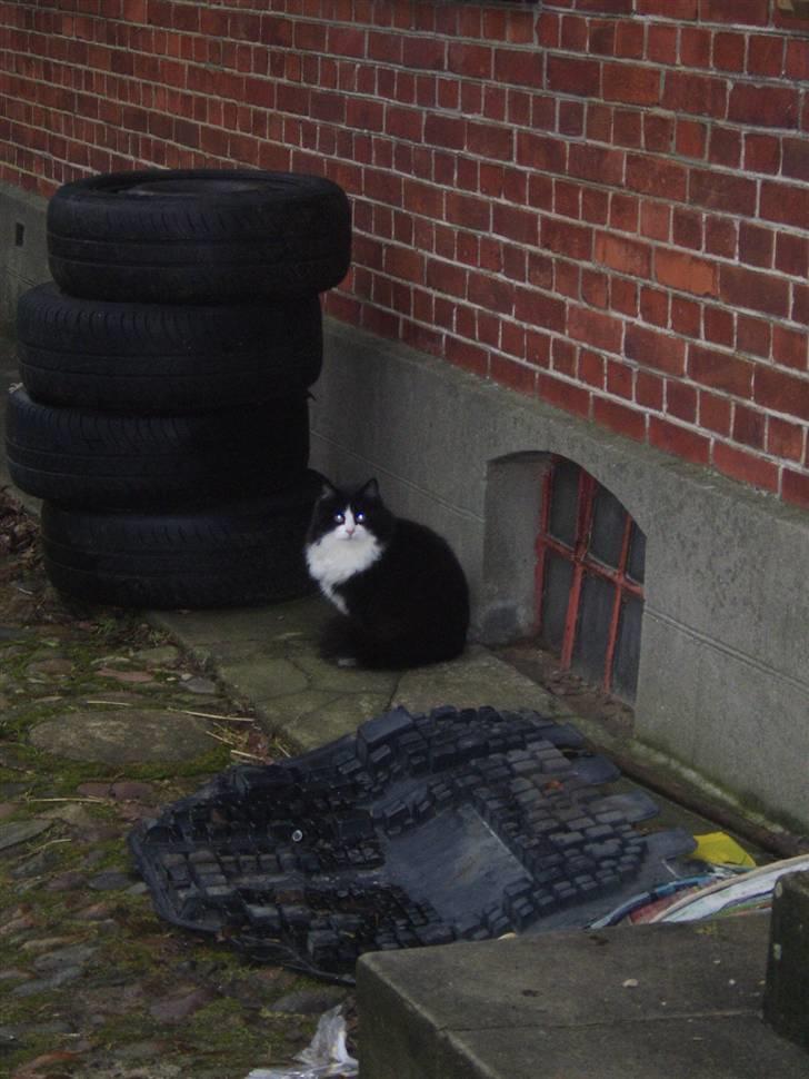 Blanding af racer Baby billede 8