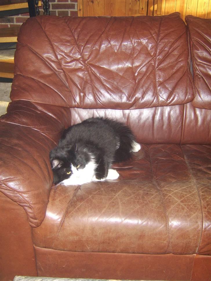 Blanding af racer Baby billede 9